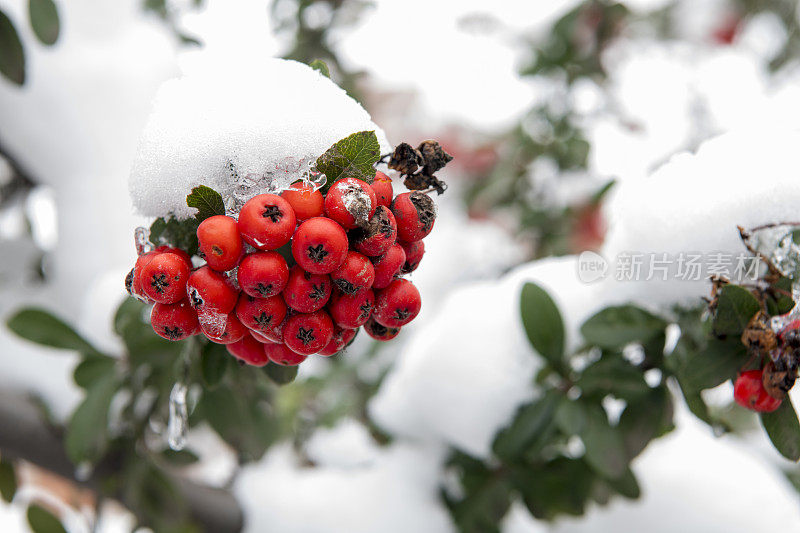 白雪覆盖着红玫瑰果