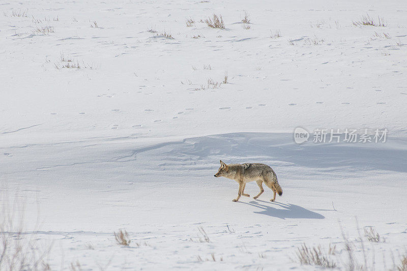 土狼在黄石公园的雪地上行走