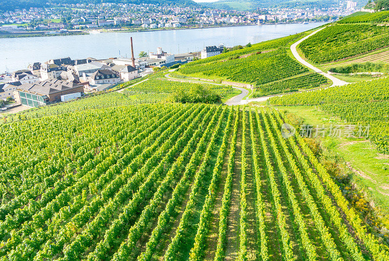 葡萄园在低森林纪念碑纪念碑Rüdesheim，德国