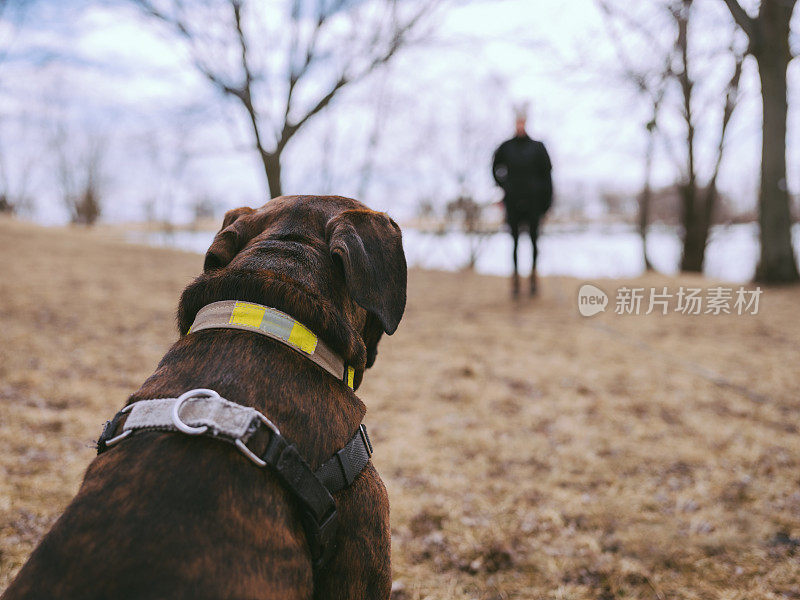 女训犬师与年轻的拳师犬