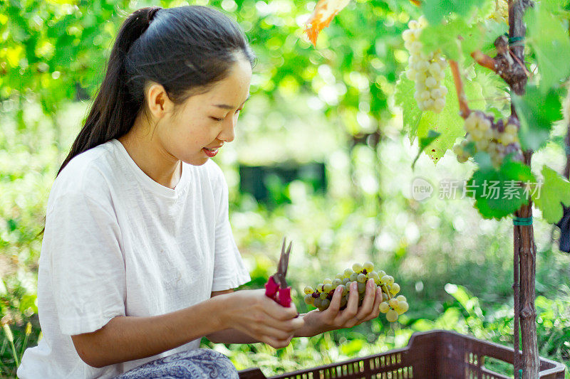 年轻的亚洲女人收获白葡萄