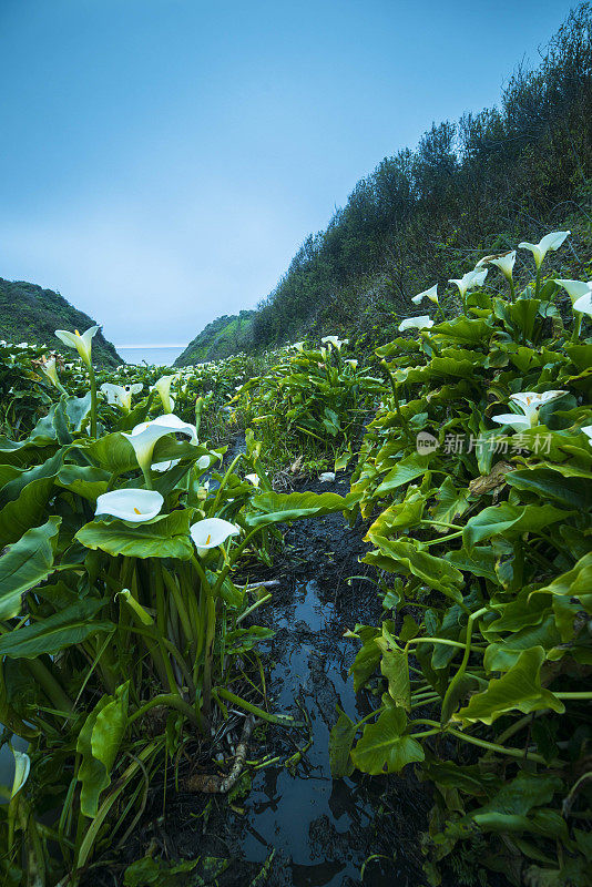 野生马蹄莲在加利福尼亚海岸