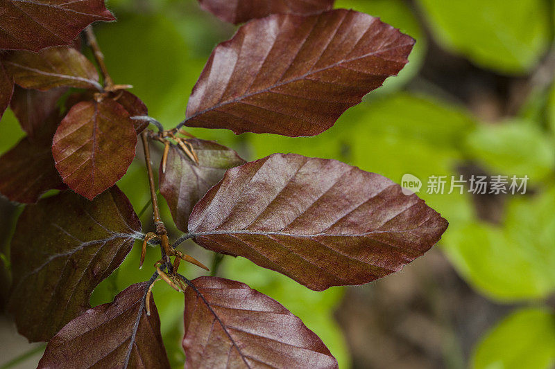 山毛榉属植物，靠近叶子