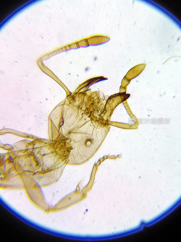 蚂蚁在显微镜下