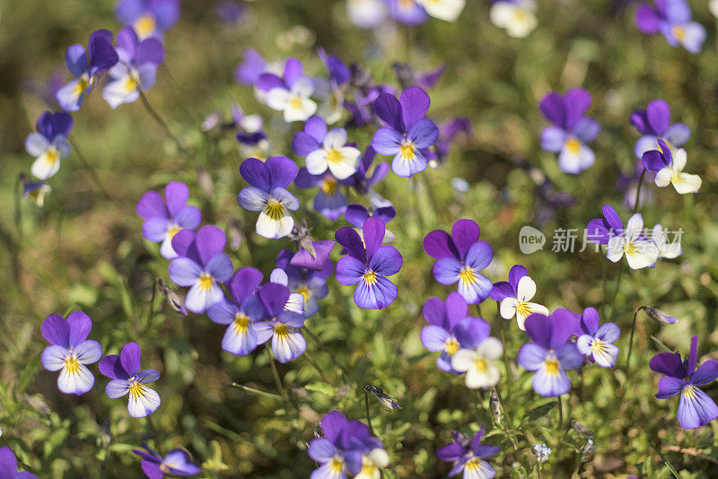 德国Havelland区，野花盛开的春季野生三色堇菜