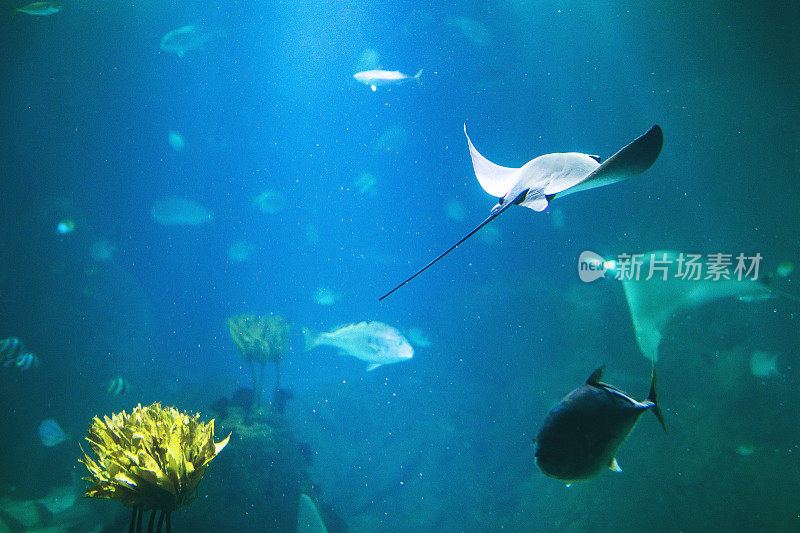 里斯本水族馆里的鱼