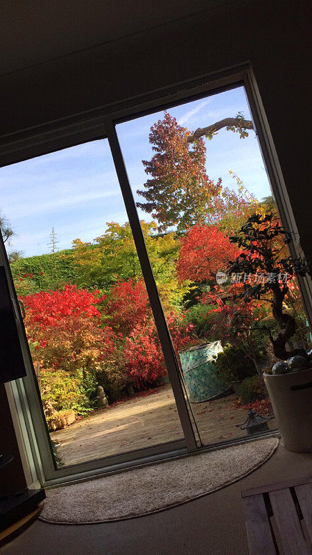 现代家居室内设计的形象阳光休息厅双门，红色秋色的外面，滑动天井门客厅，内外生活空间花园景观装饰木材天井，秋天的树，槭树和日本枫树，盆景树