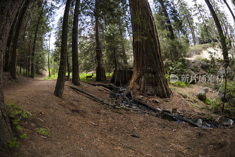 在红杉国家公园，鹿在巨树之间的小路上