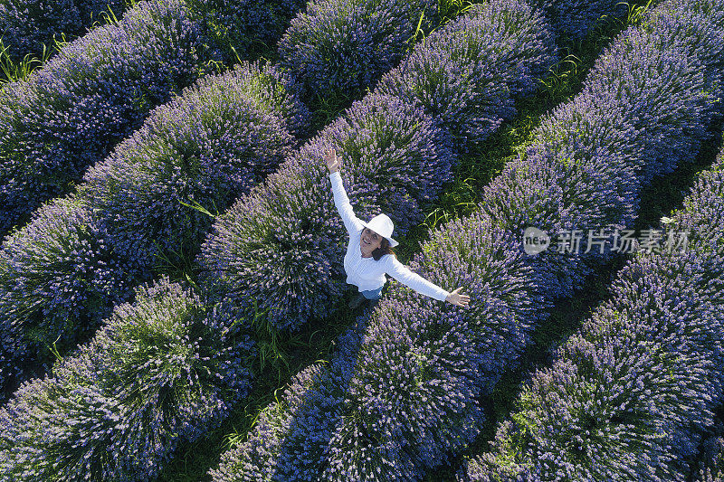 鸟瞰薰衣草田在夏季，小型企业和投资，农业职业。