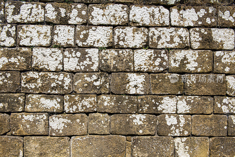 在北约克郡的砂岩墙的石头表面上生长的白色外壳地衣的特写镜头。