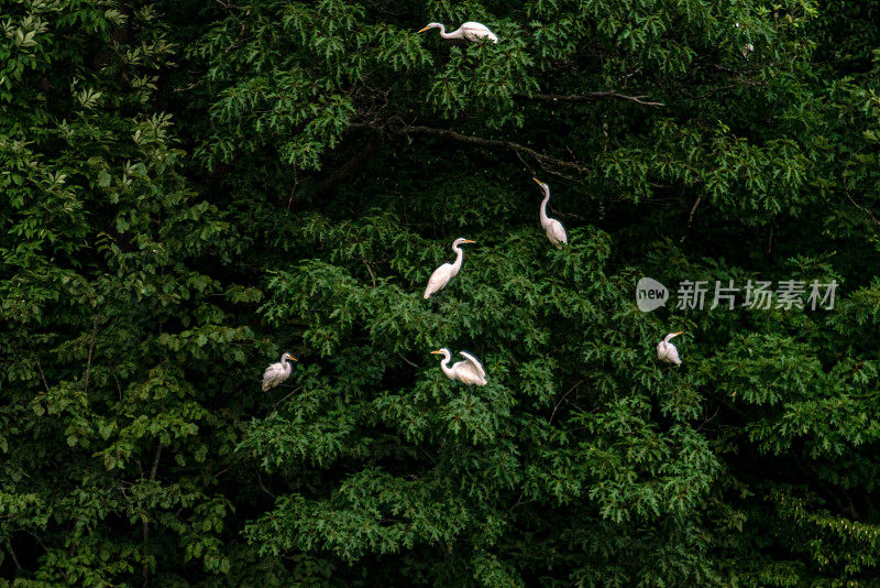 栖息鹰