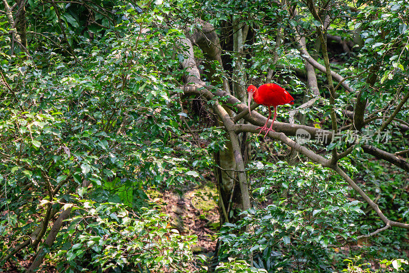 红色的鸟(朱鹭)在绿色的叶子在树上