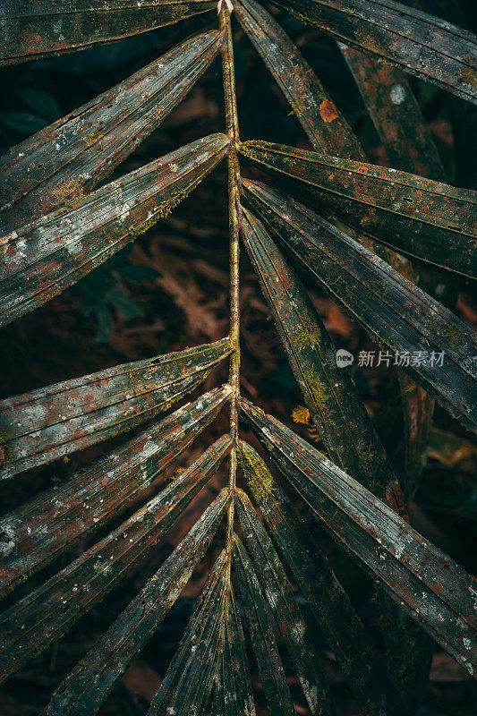 热带植物纹理。棕榈疾病