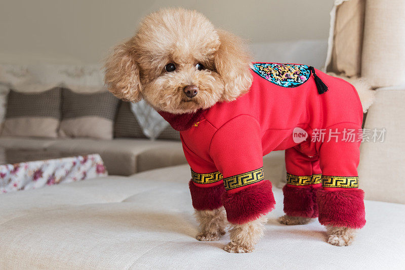 穿着中国服装的泰迪狗很可爱