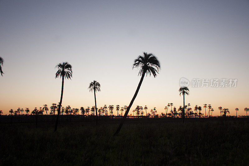 棕榈树的日落