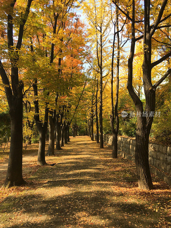 秋天在首尔南山公园