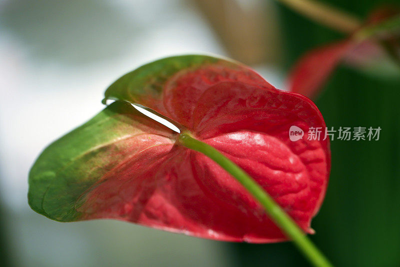 花烛属植物