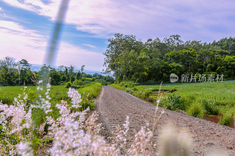 巴西内陆的公路。