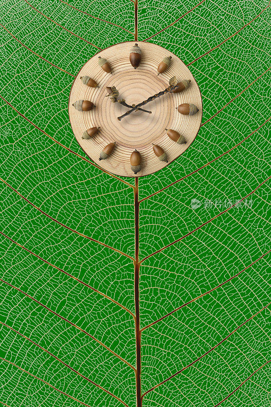橡子和树木叶脉骨架上的横截面时钟。