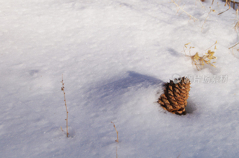 冬雪背景中的松果