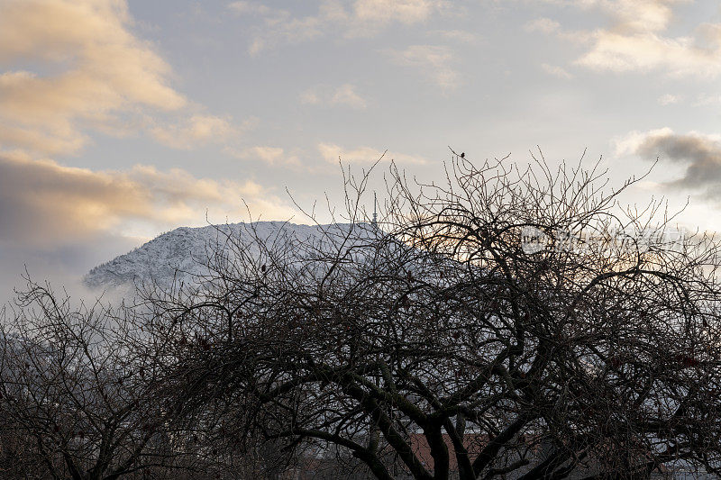 冬天的风景是光秃秃的树木和白雪覆盖的山峰