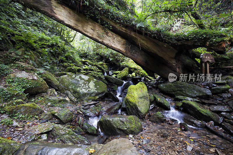 台湾桃源县拉拉山森林中的小溪