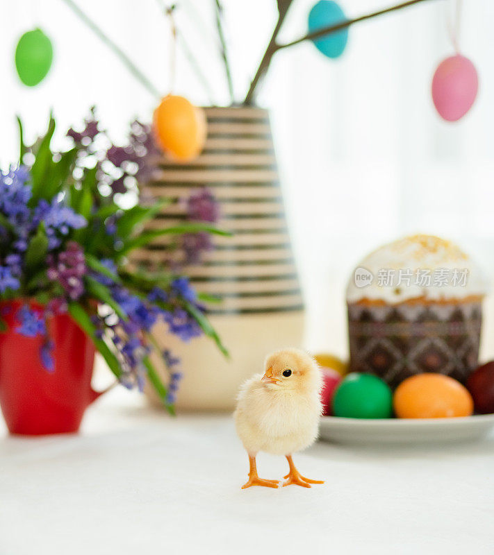 一只活鸡在复活节蛋糕的背景上画上彩蛋和复活节装饰。