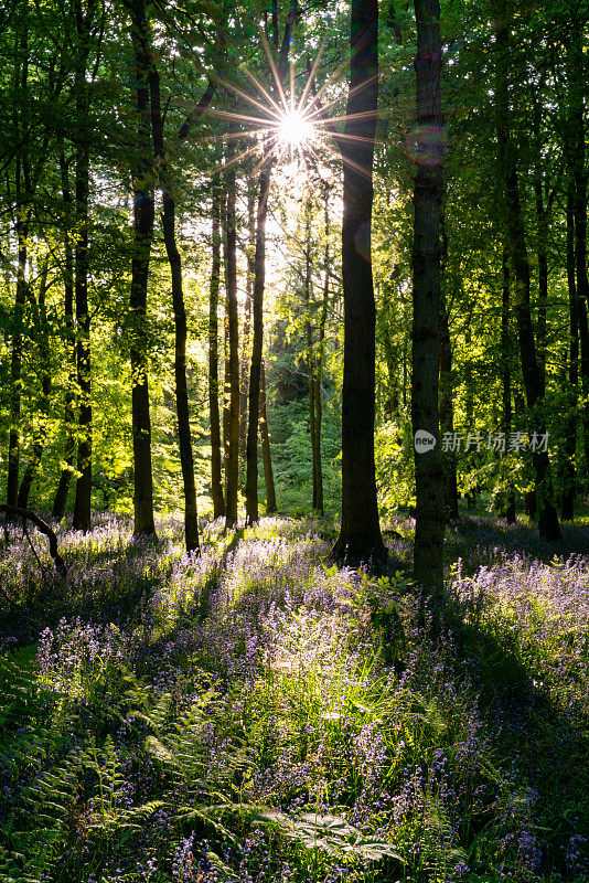 英国山毛榉林中的风信子