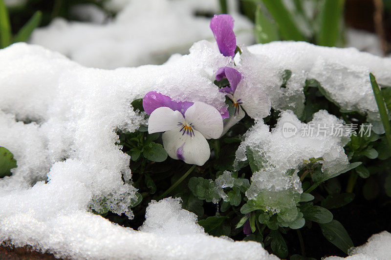 三色堇的雪