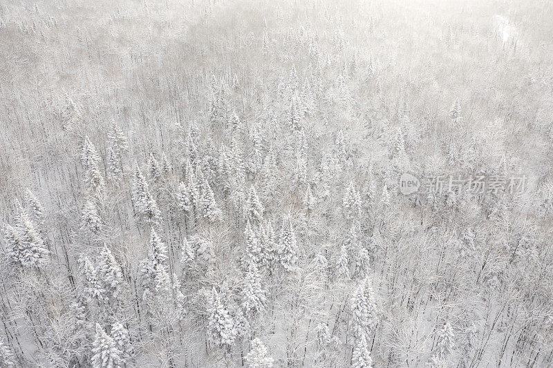 鸟瞰图北半球自然森林在冬季雪灾后，魁北克，加拿大