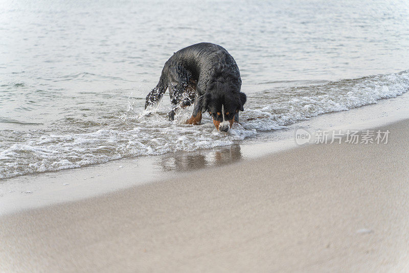 纯种泽南猎犬，伯尔尼山犬，在海里游泳