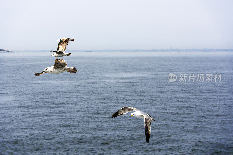 白色的海鸥在蓝色的天空中飞翔