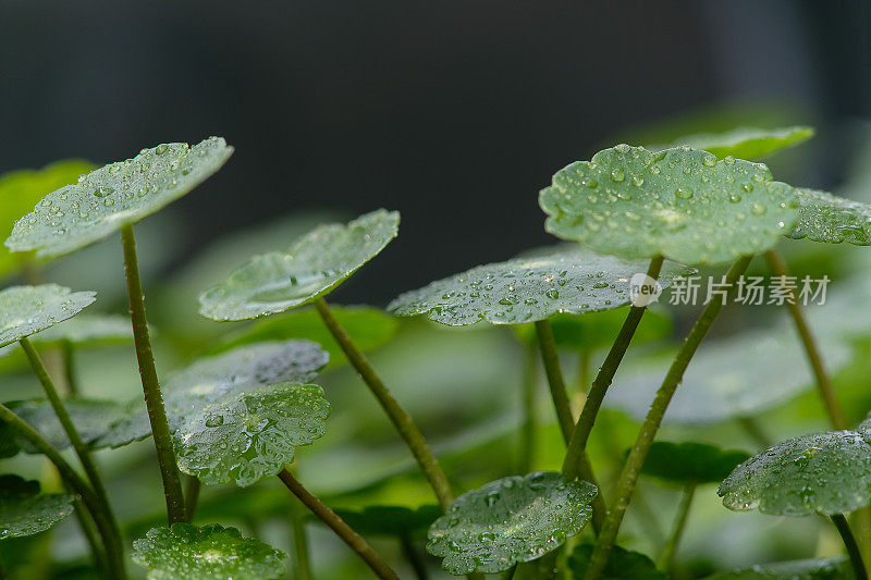 自然背景的积雪草