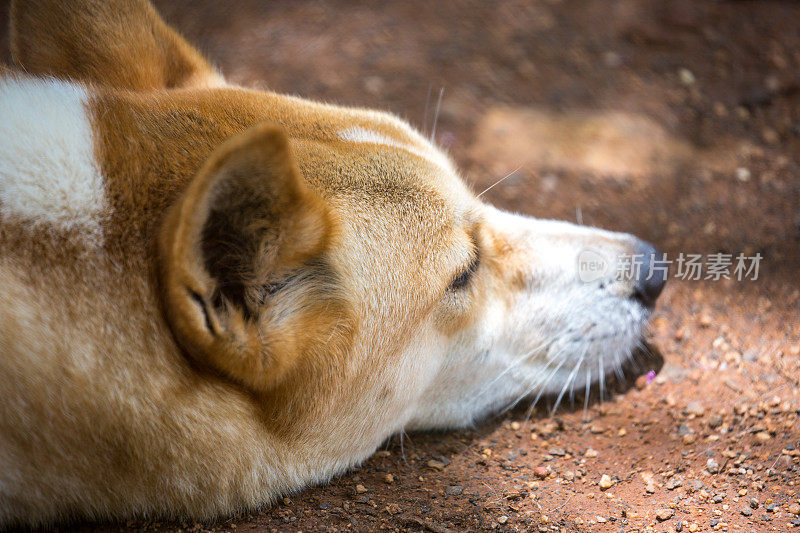 澳大利亚:Dingo