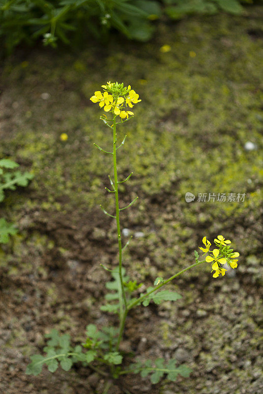 大黄春花