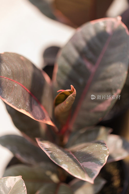 斑橡胶植物‘红宝石’弹性无花果