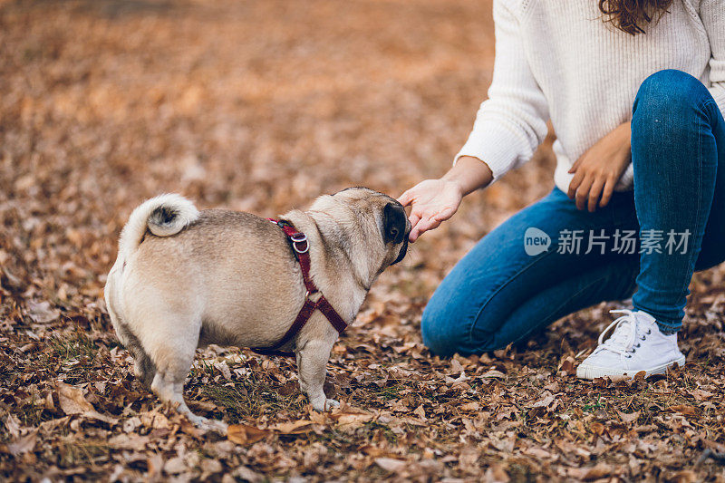 给狗吃东西的女人