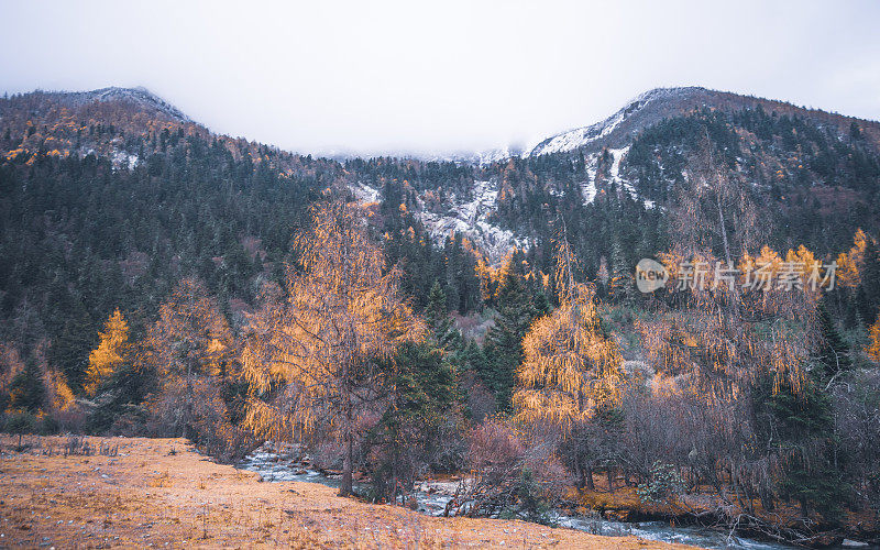 森林和树木景观纹理背景，色彩斑斓的自然景观风景亚丁，香格里拉，中国，西藏山区的秋天