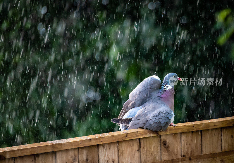 鸽子在大雨中振翅