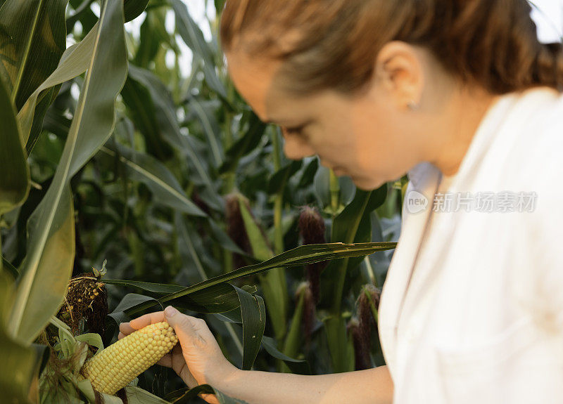 在玉米地检查玉米芯的女农学家