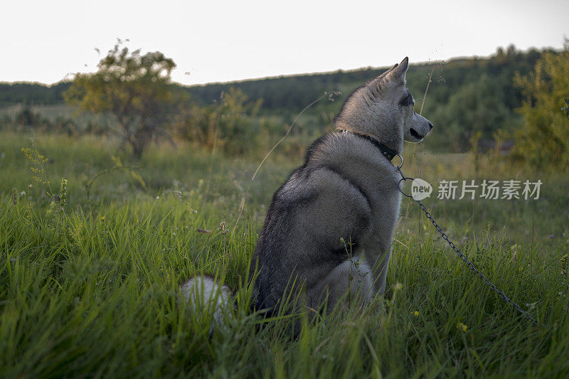 快乐的西伯利亚哈士奇狗在夏天户外摆姿势