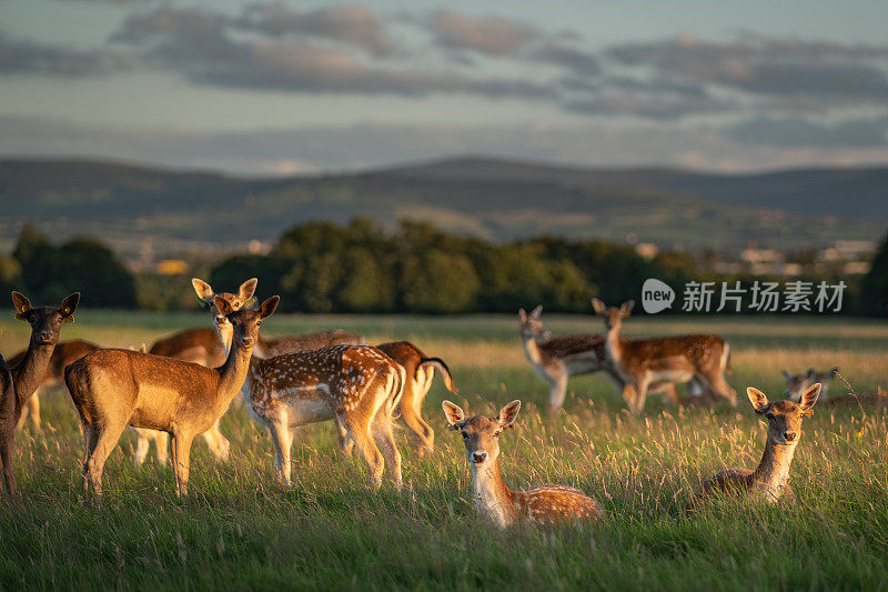 都柏林凤凰公园，一群休閒的小鹿在夕阳下放松