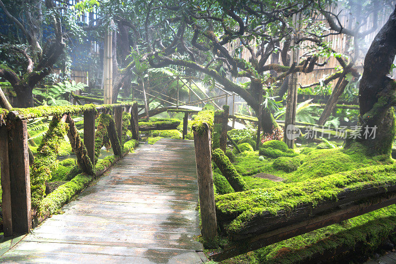 绿岩垂直花园苔藓纹理自然背景