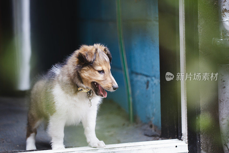 小狗喜乐蒂牧羊犬