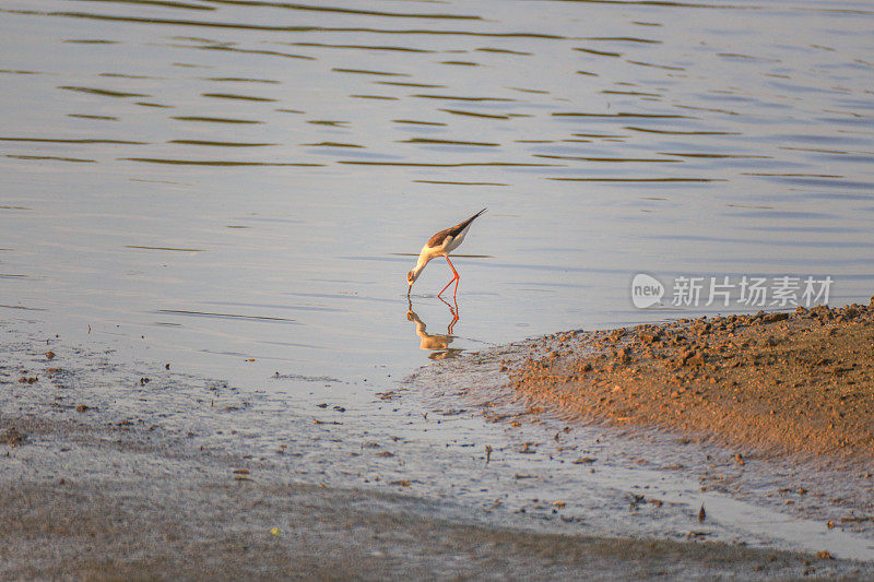 一只鸟(Himantopus)站在河里喝水