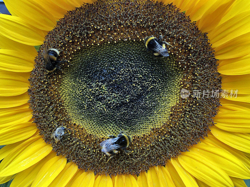 大黄蜂聚集在一株亮黄色向日葵的雄蕊上寻找花粉