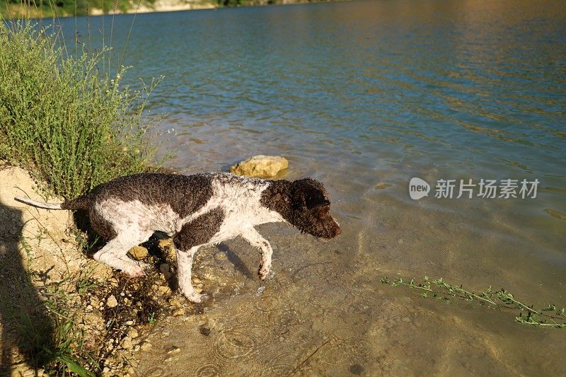 一只母狗在湖里游泳