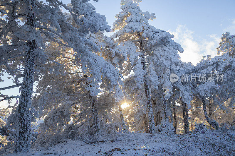 冬日雪林中的日出景色