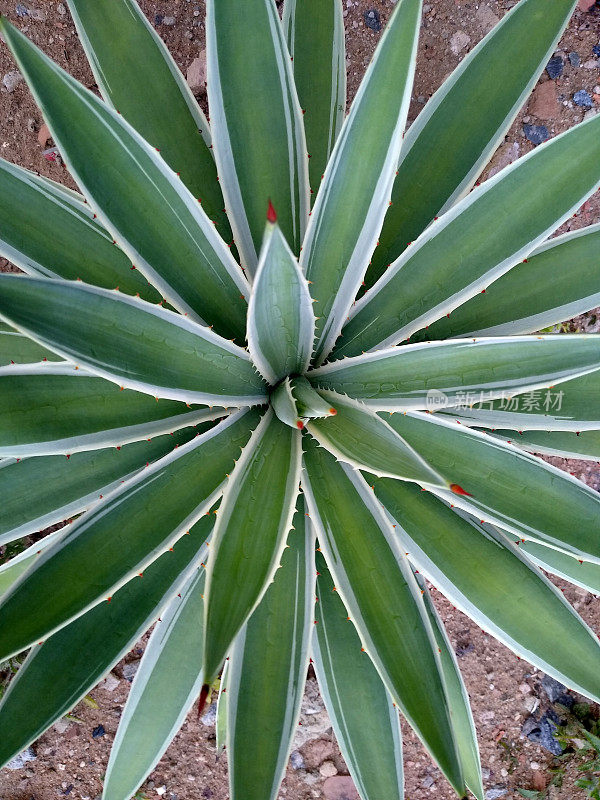 龙舌兰angustifolia植物