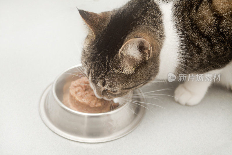 湿菜盘和饥饿的猫吃。